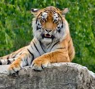 Royal Bengal Triger